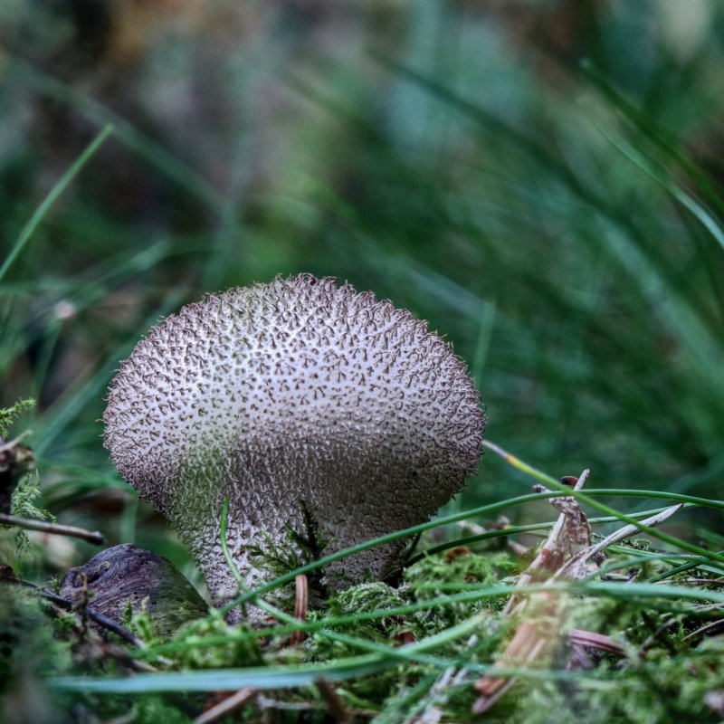 'Life On The Forest Floor (1)' by Dave Dixon LRPS