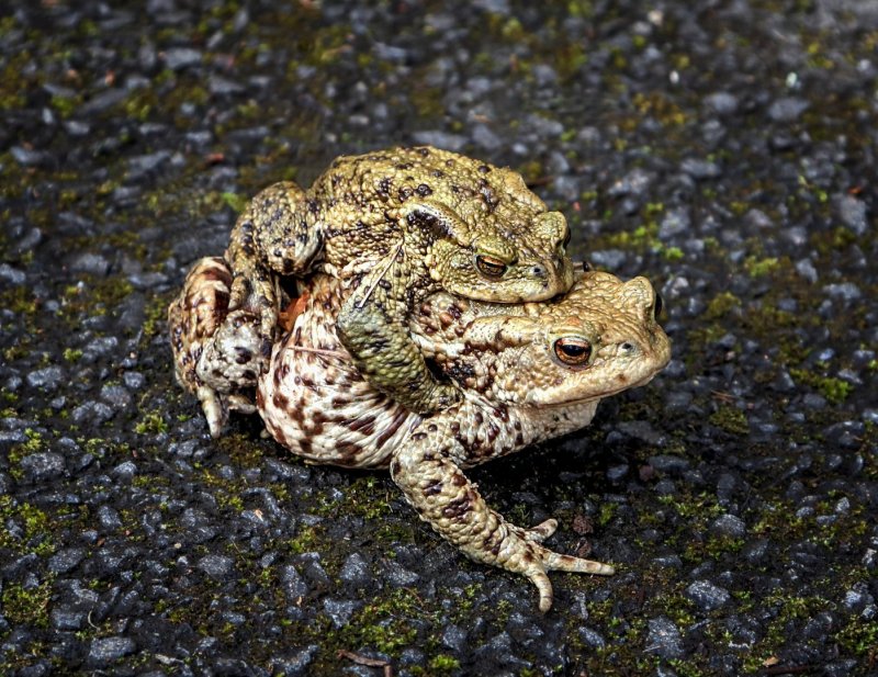 'Male Toad Courting Female' by Dave Dixon LRPS