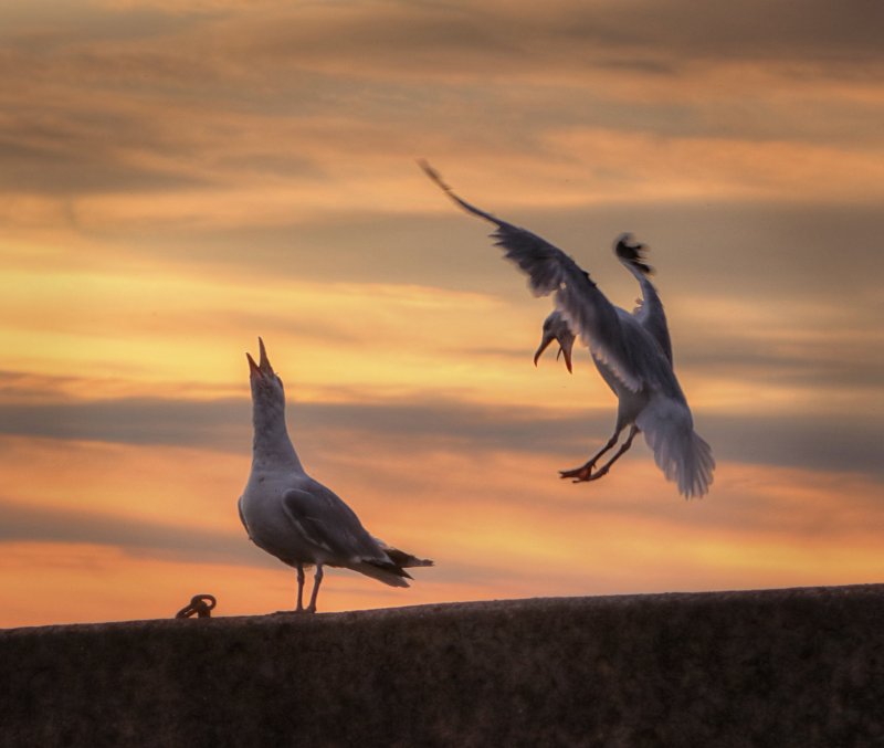 'Seahouses Gulls' by Dave Dixon LRPS