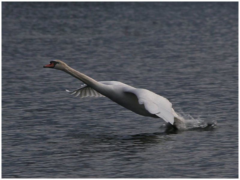 'Swan Taking Off' by Dave Dixon LRPS