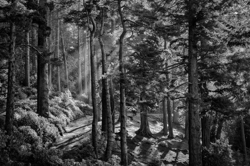 'Cragside Trees' by David Burn LRPS
