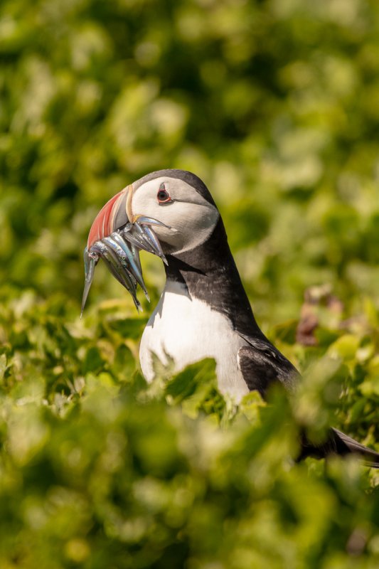 'Puffin With Sandeels' by David Burn LRPS