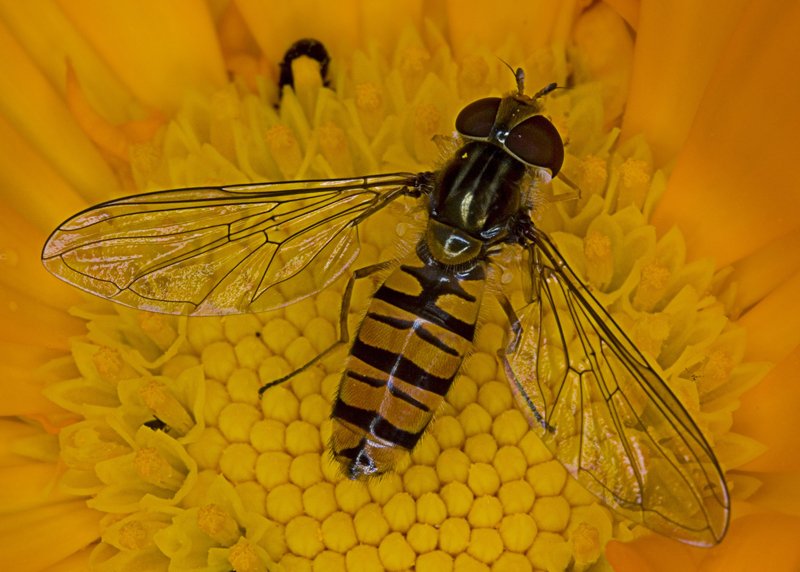 'Hoverfly (2)' by David Carter
