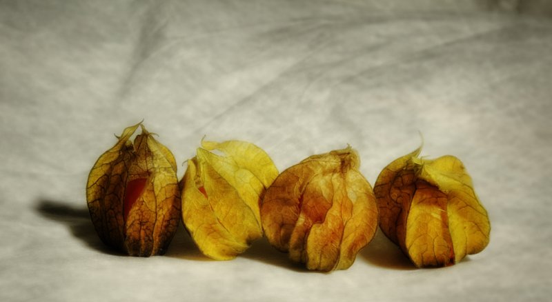 'Physalis' by Dawn Groves