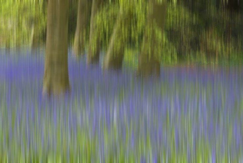 'Blurred Bluebells' by Doug Ross