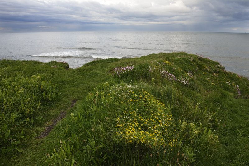 'Floral Headland' by Doug Ross