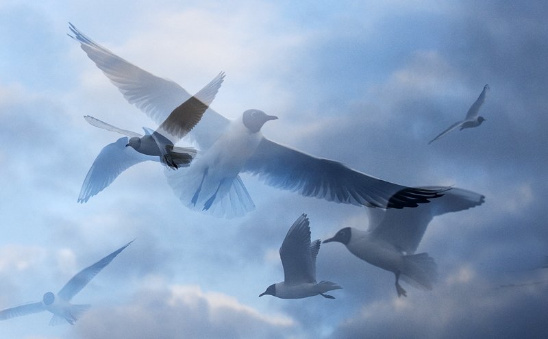 'Gulls In Multiple' by Doug Ross