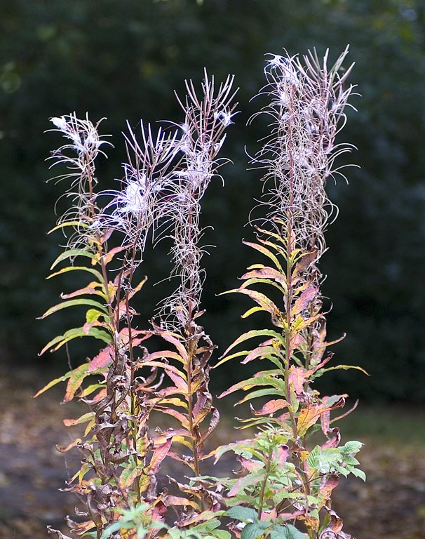 'Rosebay Seedheads' by Doug Ross