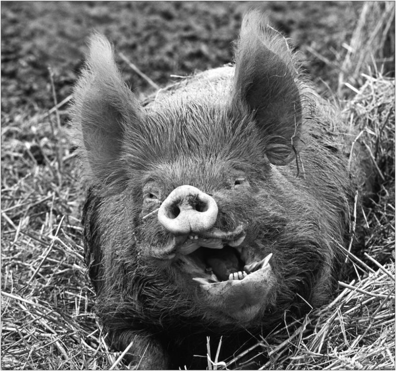 'What A Boar!' by Doug Ross