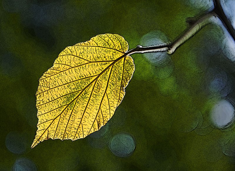 'Yellow Leaf' by Doug Ross