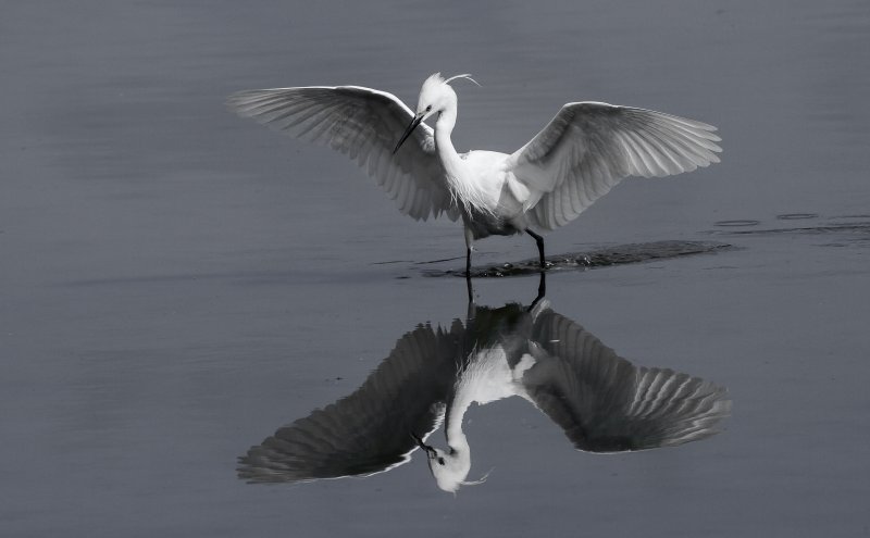 'Hauxley Egret' by Edwin Dinsdale