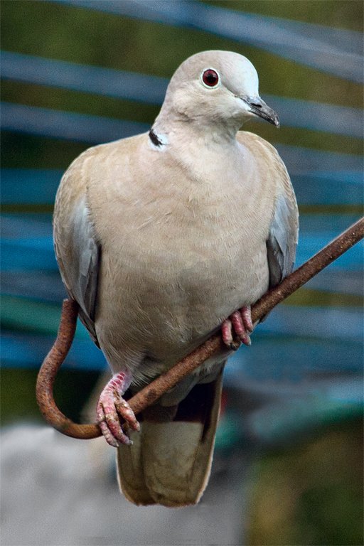 'Collared Dove' by Gerry Simpson ADPS LRPS