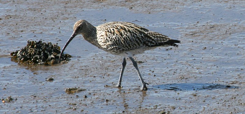 'Curlew At Budle Bay' by Gerry Simpson ADPS LRPS