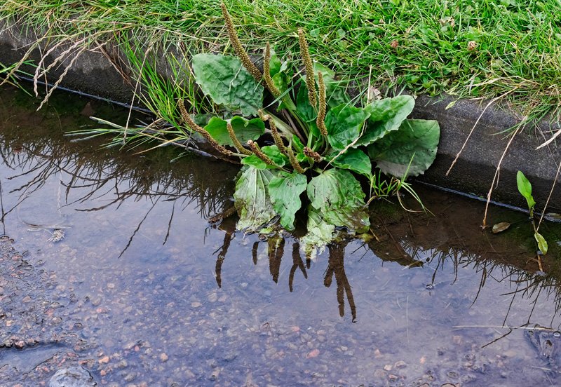 'Green Puddle (2)' by Gerry Simpson ADPS LRPS