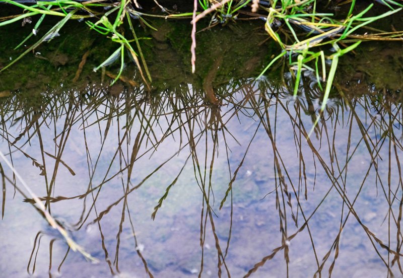 'Green Puddle (3)' by Gerry Simpson ADPS LRPS