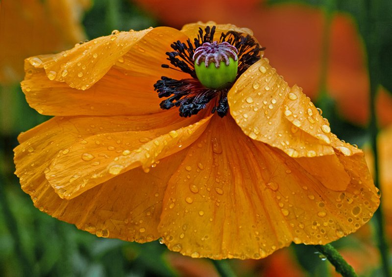 'Poppy In The Rain' by Gerry Simpson ADPS LRPS