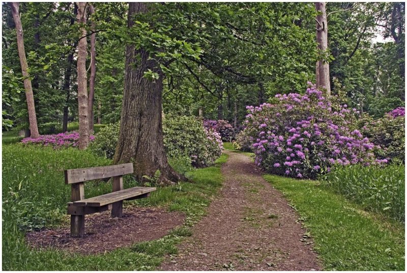 'Rhododendron Walk' by Gerry Simpson ADPS LRPS