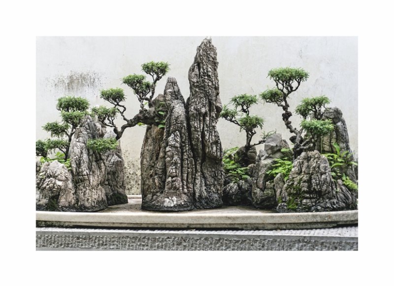 'Bonsai' by Ian Atkinson ARPS