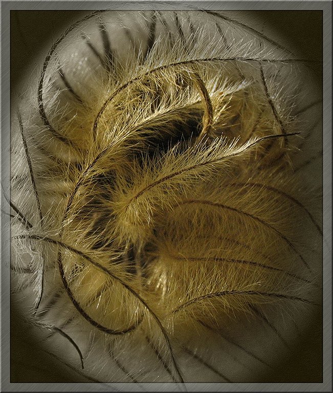 'Clematis Seed Head' by Ian Atkinson ARPS