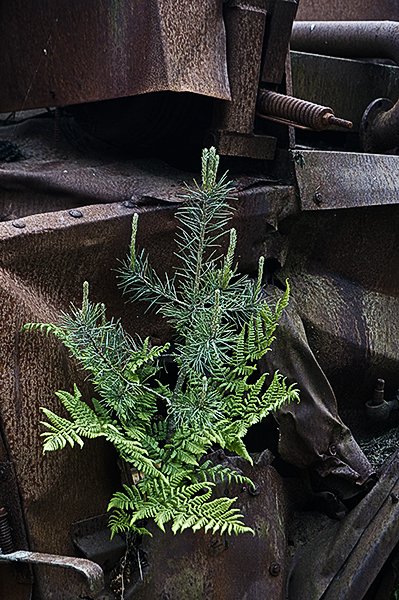 'Conifer In The Cab' by Ian Atkinson ARPS