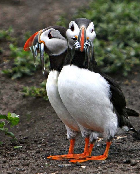 'Puzzled Puffins' by Ian Atkinson ARPS