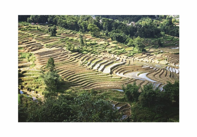 'Rice Terraces' by Ian Atkinson ARPS