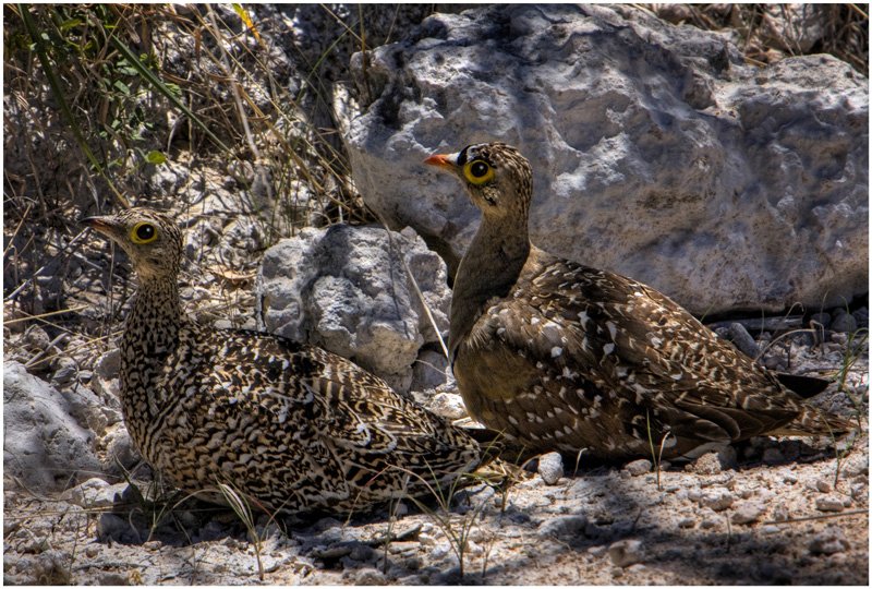 'Sand Grouse' by Ian Atkinson ARPS