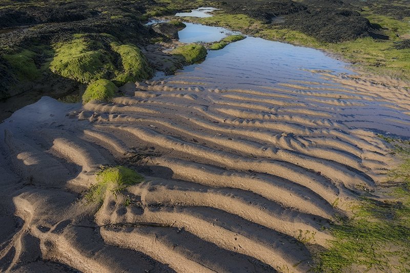 'Weed And Sand' by Ian Atkinson ARPS