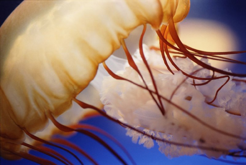 'Jellyfish' by Ian Cartwright FRPS