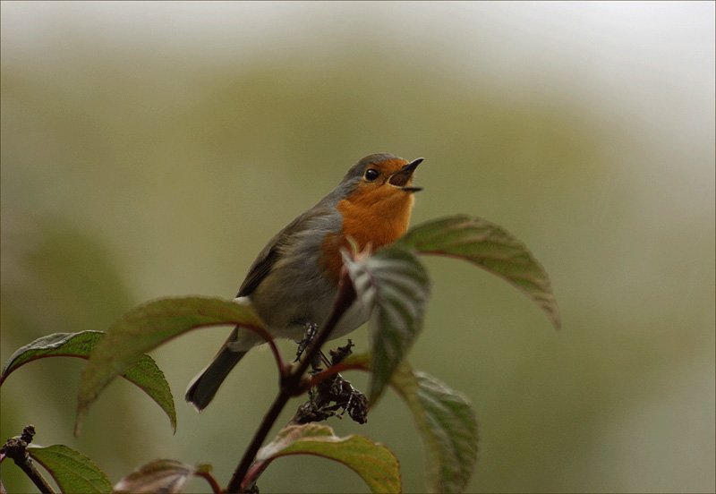 'Robin Singing' by Ian Cartwright FRPS