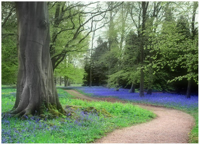 'Bluebell Woods' by James McQuillen