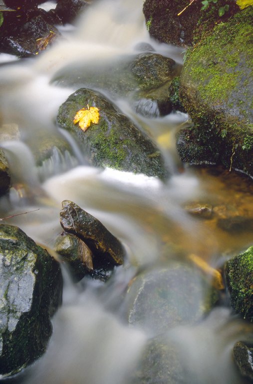 'Woodland Stream, Allen Banks' by James McQuillen