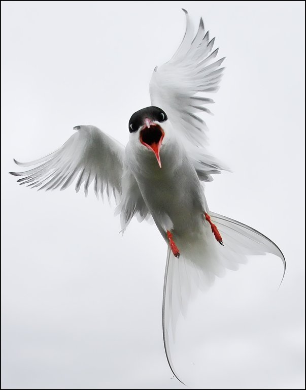 'Attacking Tern' by Jane Coltman CPAGB
