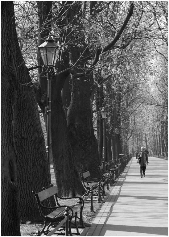 'Krakow Tree-Lined Avenue' by Jane Coltman CPAGB