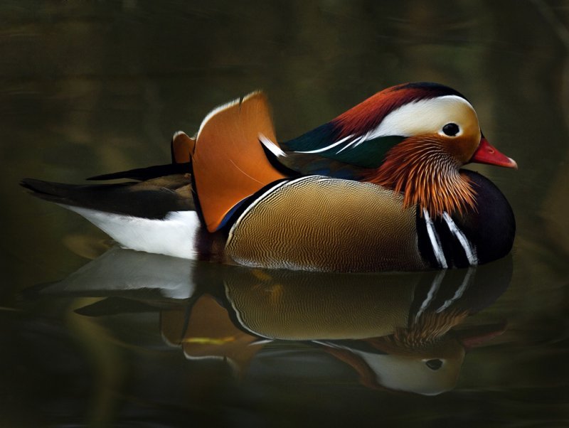 'Mandarin Duck' by Jane Coltman CPAGB