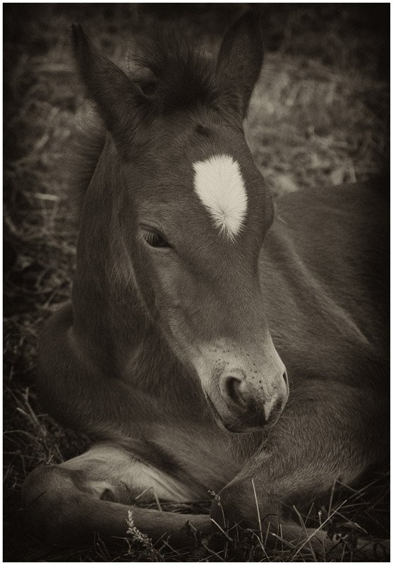 'Resting Foal' by Jane Coltman CPAGB