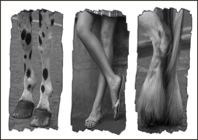 'The Legs Have It' by Jane Coltman CPAGB