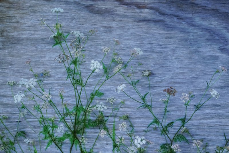 'Weeds, Holy Island' by Jane Coltman CPAGB