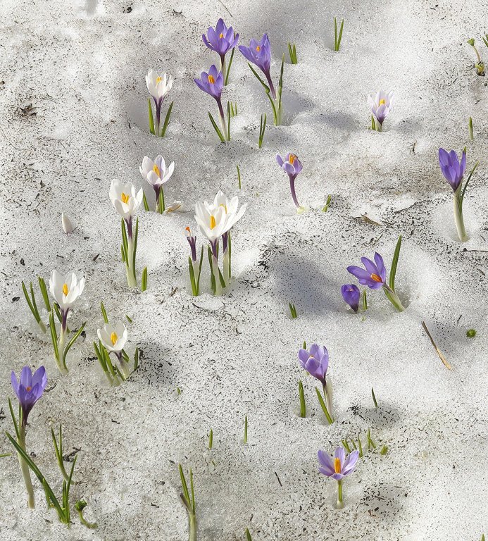 'Crocuses In Snow' by Jean Findlay