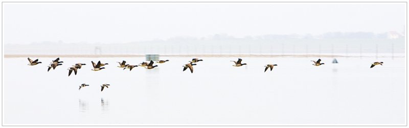 'Brent Geese' by John Thompson ARPS EFIAP CPAGB 