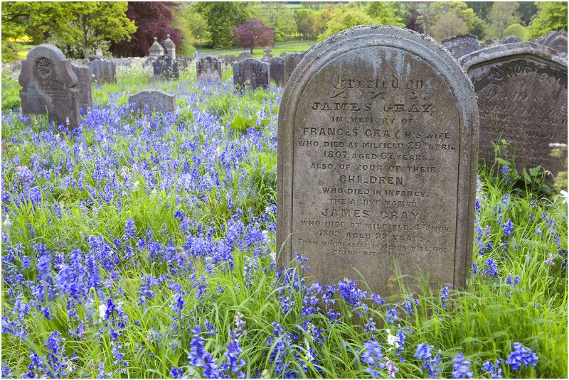 'Resting Among The Bluebells' by John Thompson ARPS EFIAP CPAGB 