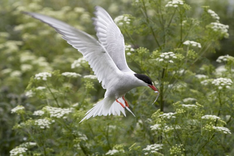 'Adult Tern With Sandeel' by John Thompson ARPS EFIAP CPAGB 