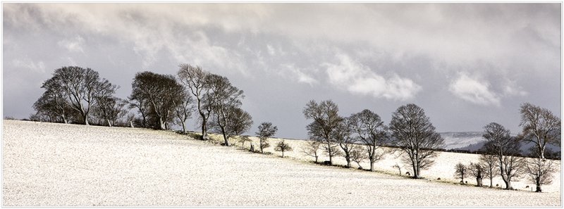 'Trees And Snow' by John Thompson ARPS EFIAP CPAGB 