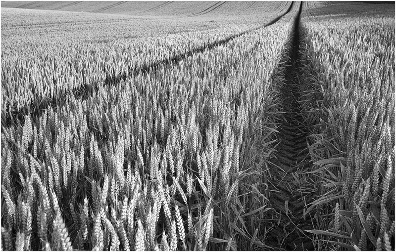 'Wheat' by John Thompson ARPS EFIAP CPAGB 