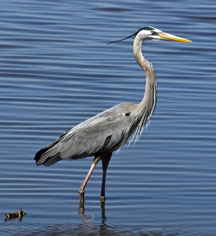 'Great Blue Heron' by Joseph Thompson