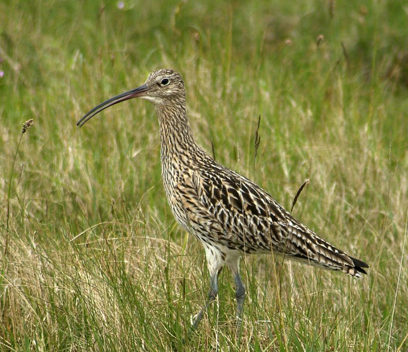 'Curlew' by Judith Snaith
