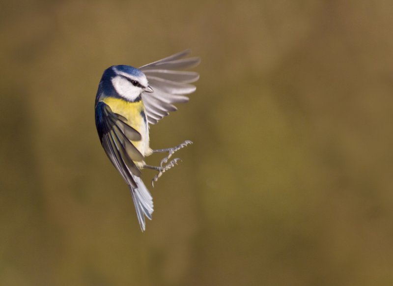 'Blue Tit Flight' by Kevin Murray