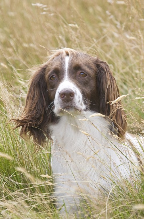 'Canine Portrait (2)' by Kevin Murray