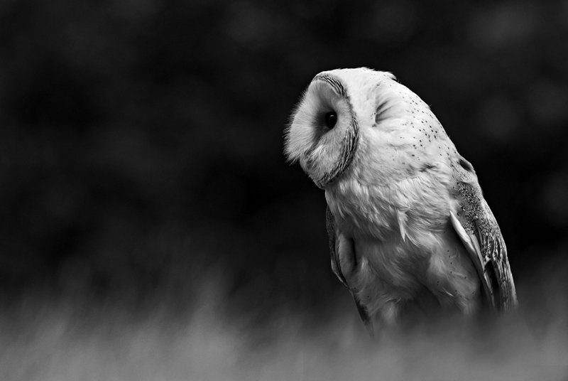 'Owl' by Kevin Murray