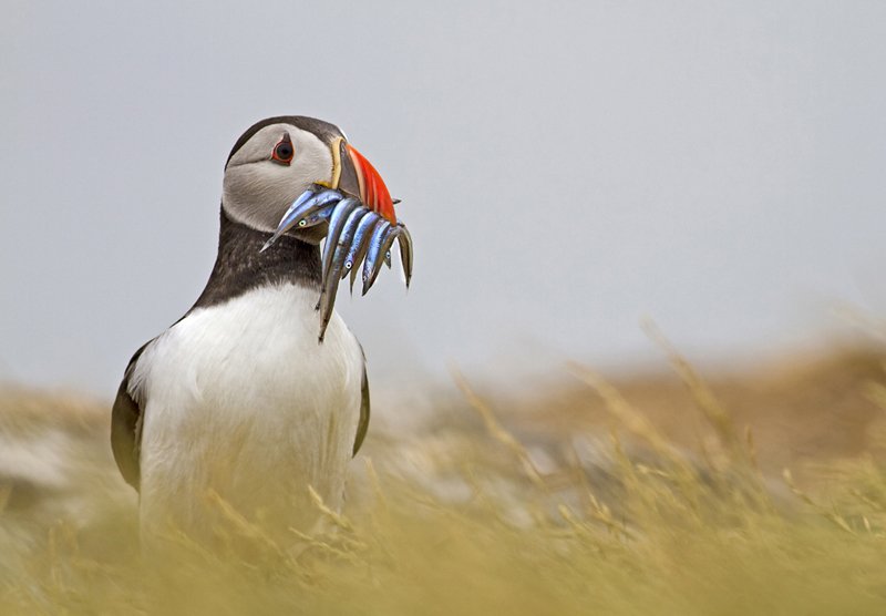'Puffin (1)' by Kevin Murray